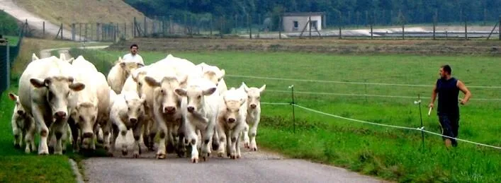 Ferme des GRIBAUX