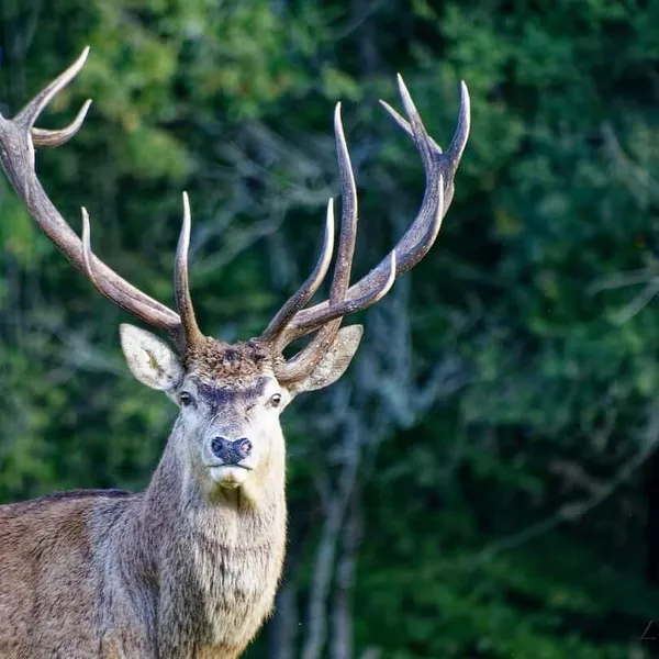 Ferme aux Cerfs