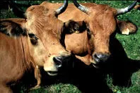 La Ferme des Capucines