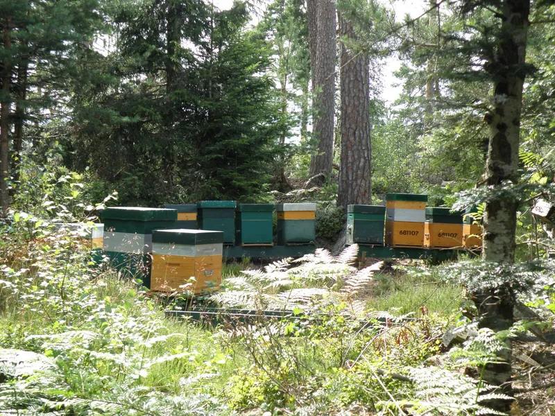 Rucher du Florival