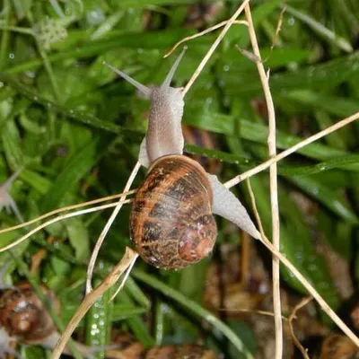 ESCARGOT DES RESTANQUES