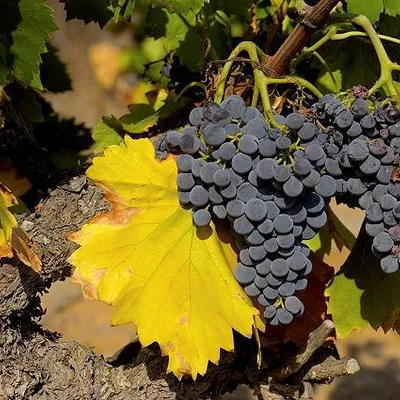 DOMAINE DE MONTINE
