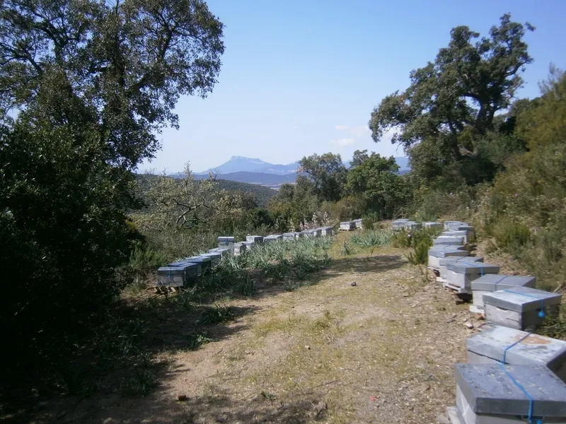 Les Ruchers de la Bastide Blanche