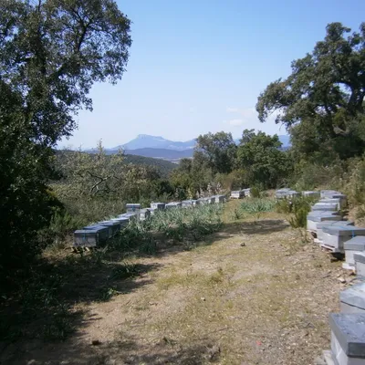Les Ruchers de la Bastide Blanche