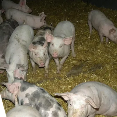 Ferme Marlyse et Jospeh HELL et Nathalie LATUNER