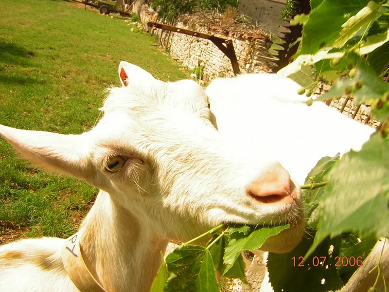 LES CHEVRES DE SAVOISY