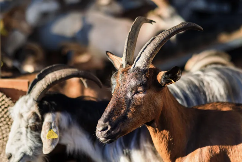 La Ferme des Jovents
