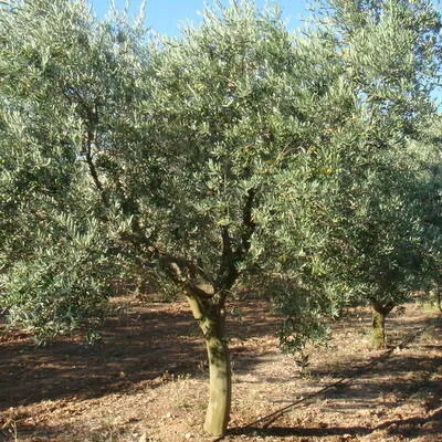 L'Olivigne