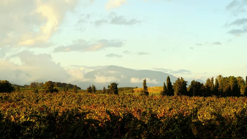 CLOS CANERECCIA