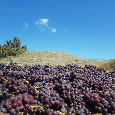 VIGNOBLE ALAIN IGNACE