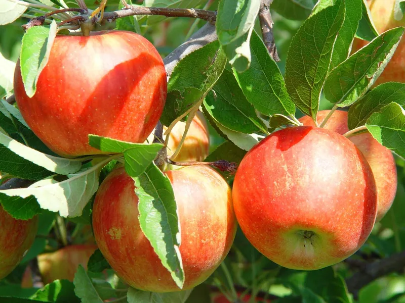 Ferme fruitière des pommiers