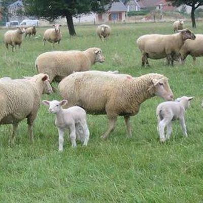 La Bergerie du Gué