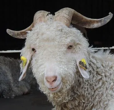 Mohair du Val de Deûle
