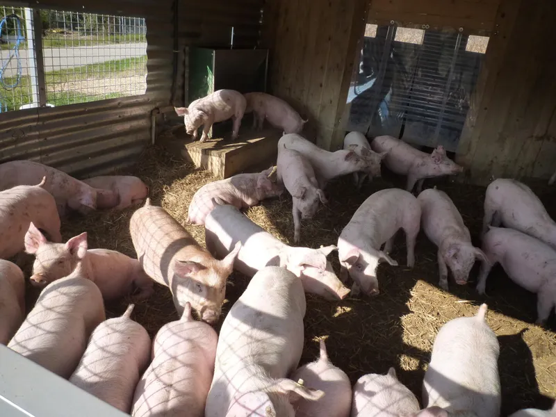 FERME DES AYASSES