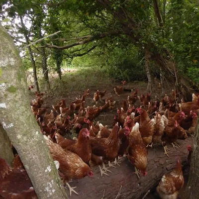LA FERME DE KERHUITEN
