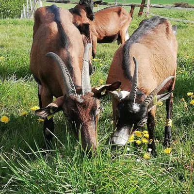 LES FROMAGES DE LA CHEVRIE