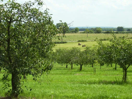 Les Vergers de la Côte Marion