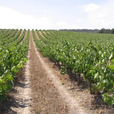 DOMAINE DE LA CAMAISSETTE